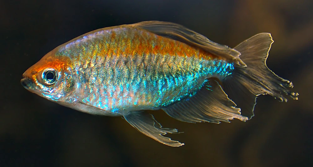 Congo tetra (Phenacogrammus interruptus)